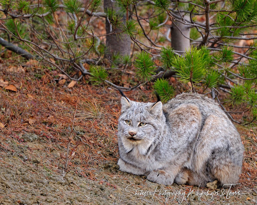 Canada Lynx in the Wild