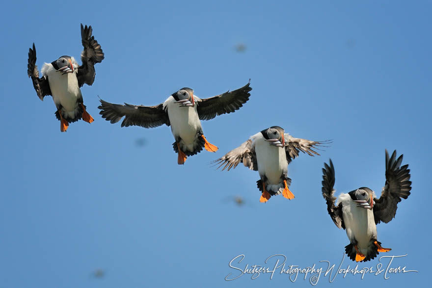 Capelin Delivery by Atlantic Puffin