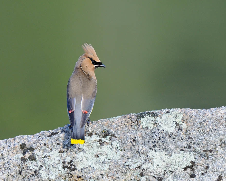 Cedar Waxwing perches on mossy log