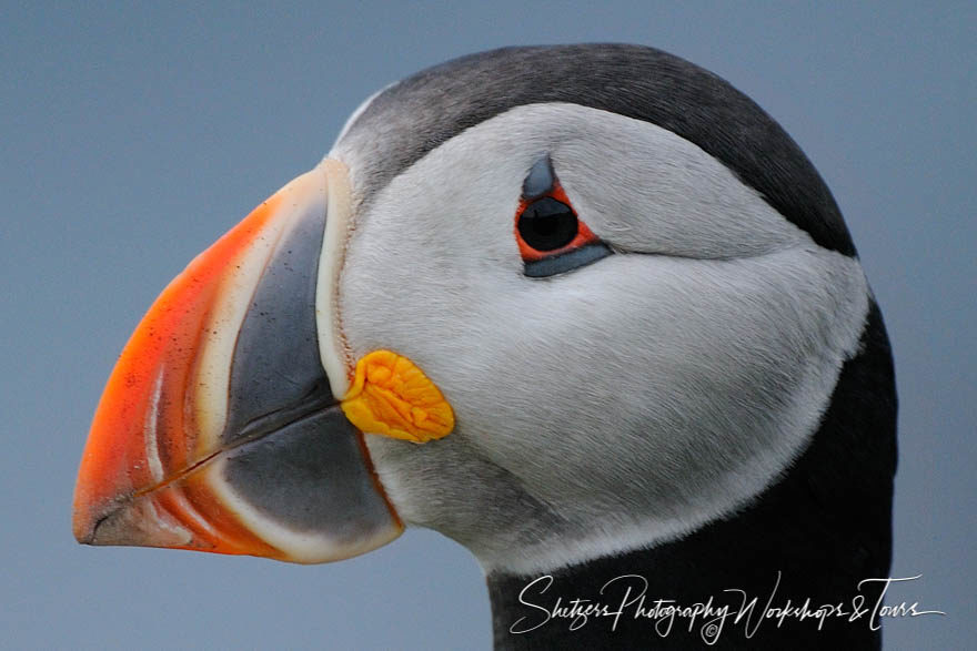 Cheeky Fellow – Puffin Portrait