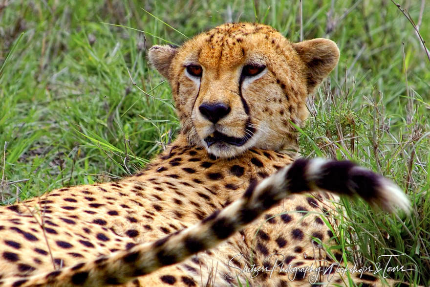 Cheetah relaxing in Maasai Mara Africa