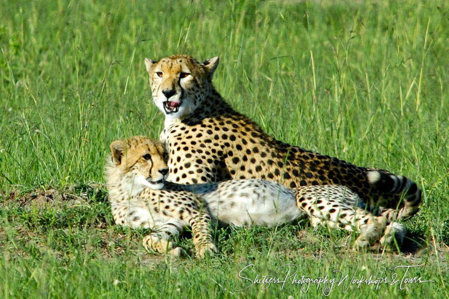 Cheetas of Kenyas Maasai Mara