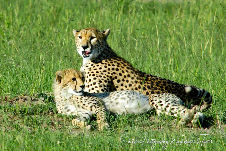 Cheetas of Kenyas Maasai Mara 20090912 153241