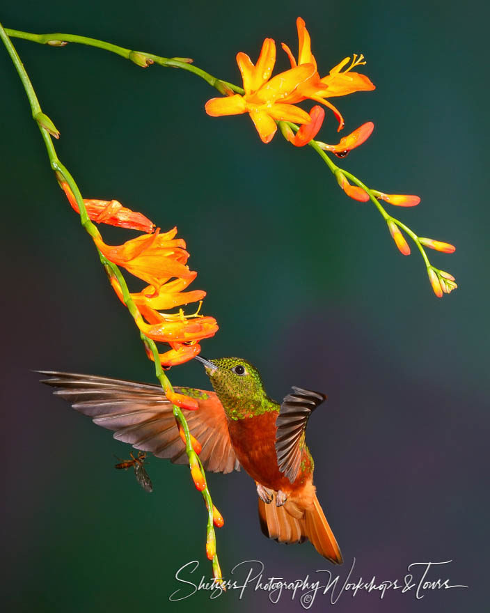 Chessnut-bellied Hummingbird