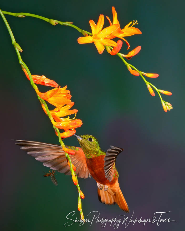 Chessnut bellied Hummingbird 20120610 154133