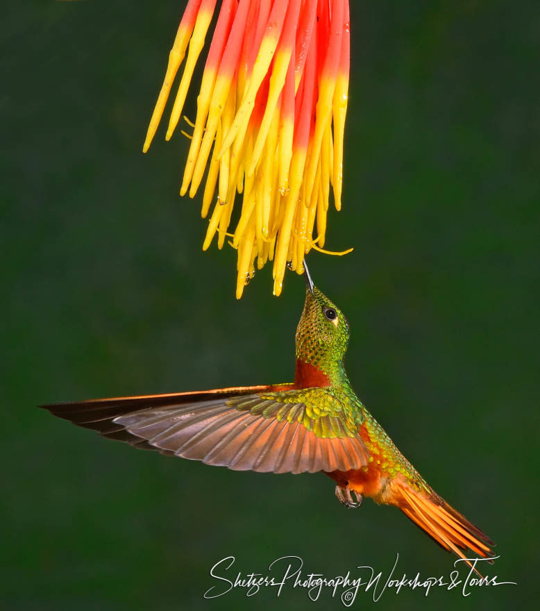 Chessnut-bellied Hummingbird close-up