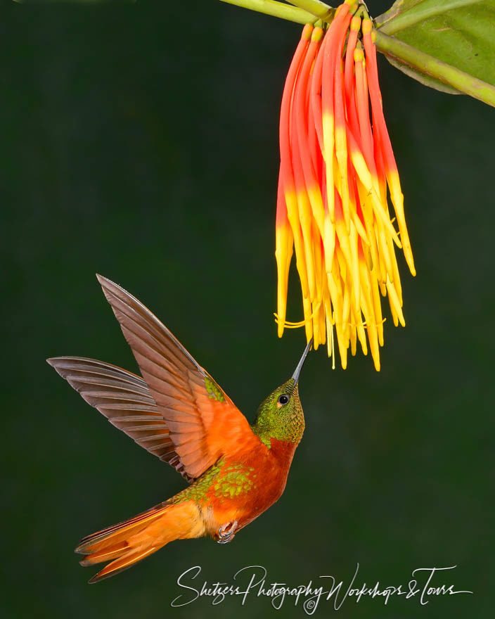 Chestnut-Bellied Hummingbird