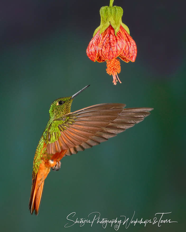 Chestnut Bellied Hummingbird of Ecuador