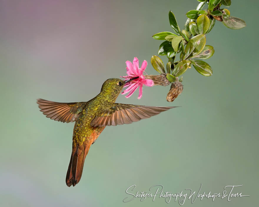 Chestnut-breasted Coronet in flight drinking nectar.