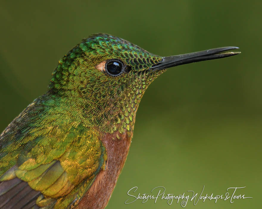 Chestnut-breasted coronet close-up