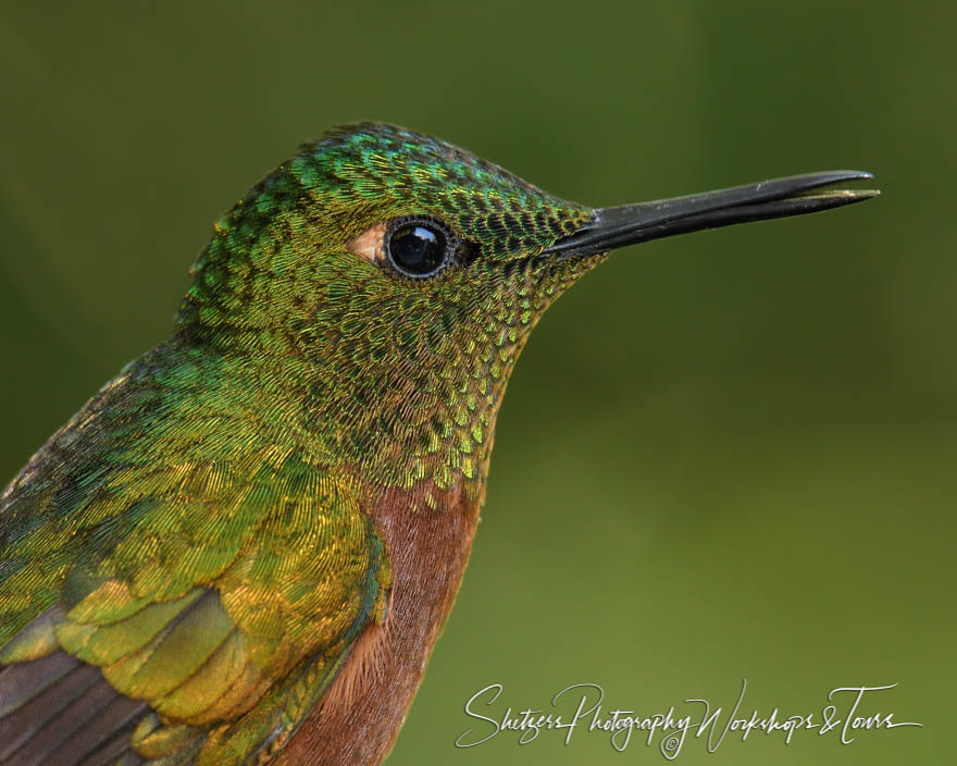 Chestnut breasted coronet close up 20160530 082156