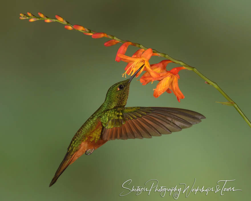 Chestnut-breasted coronet feeding on an orange flower