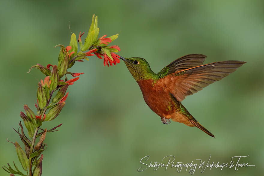 Chestnut-breasted coronet hummingbird in flight