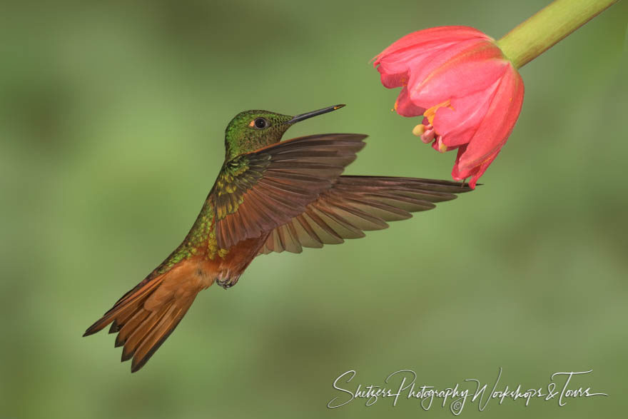 Chestnut-breasted coronet in flight with beautiful flower