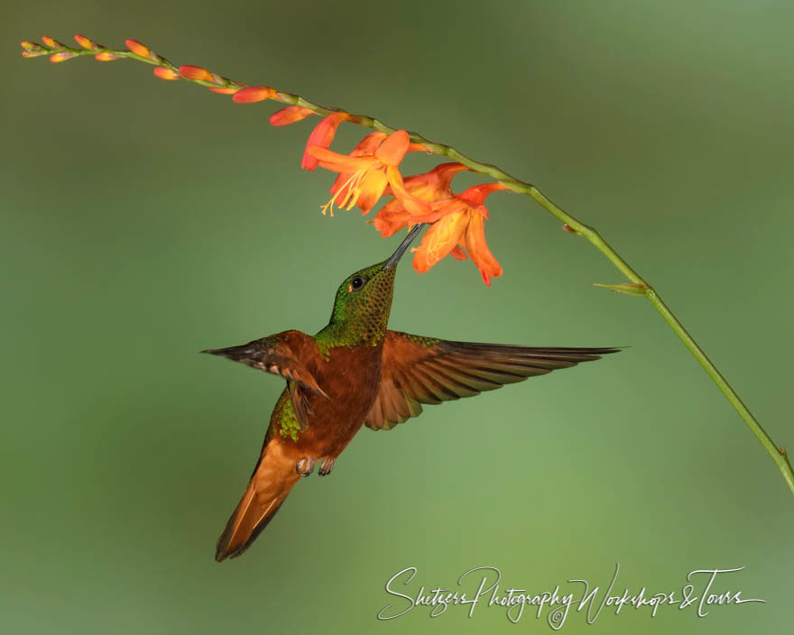 Chestnut-breasted coronet in flight with orange flower