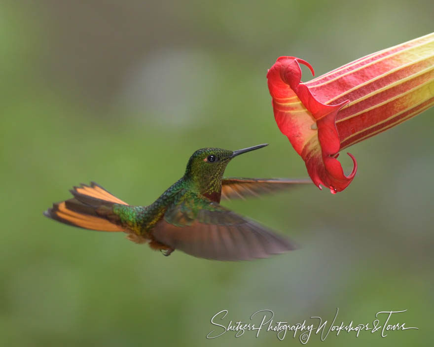 Chestnut-breasted coronet in flight with trumpter angel flower