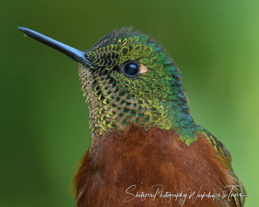 Chestnut-breasted coronet portrait