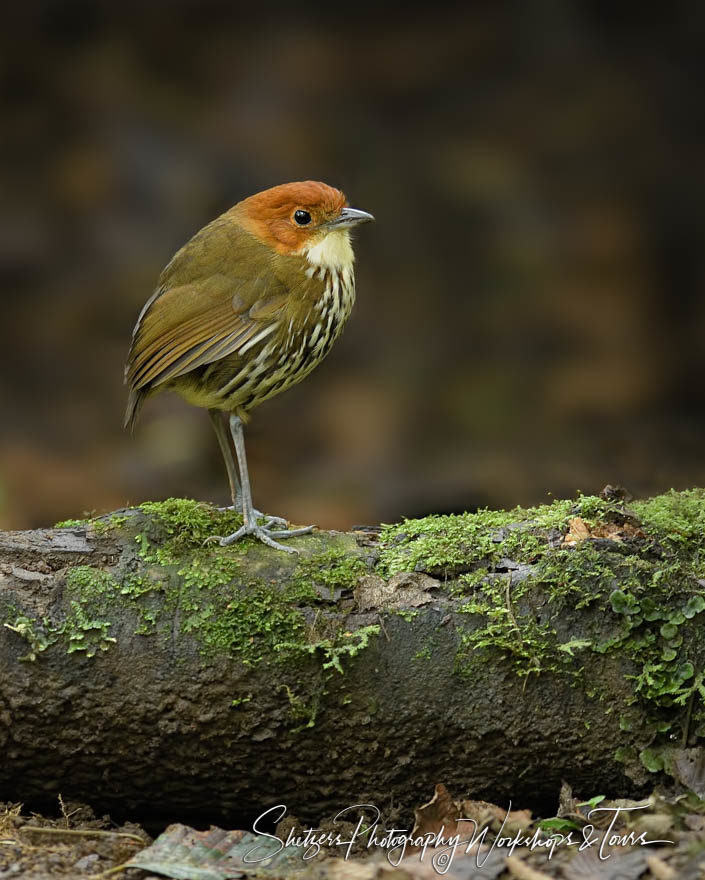 Chestnut-crowned Antpitta on a log