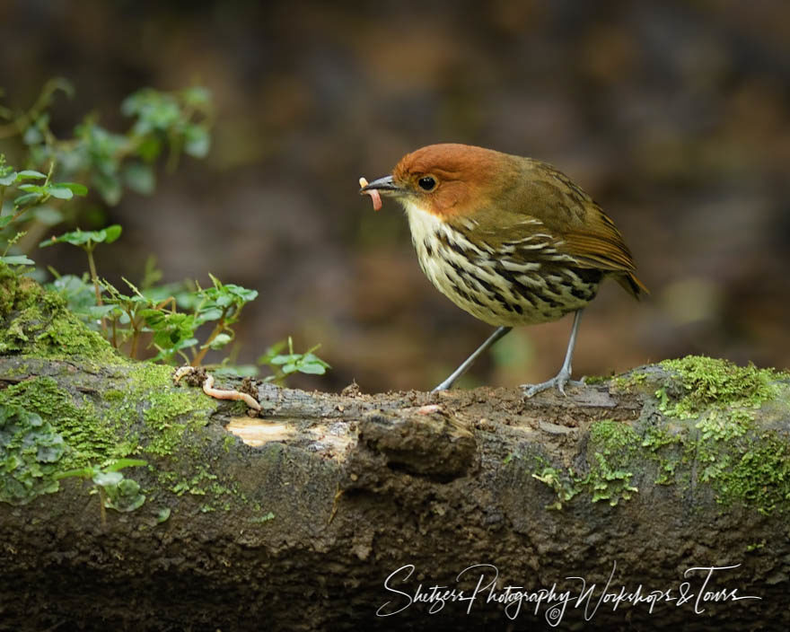Chestnut-crowned Antpitta on log with worm