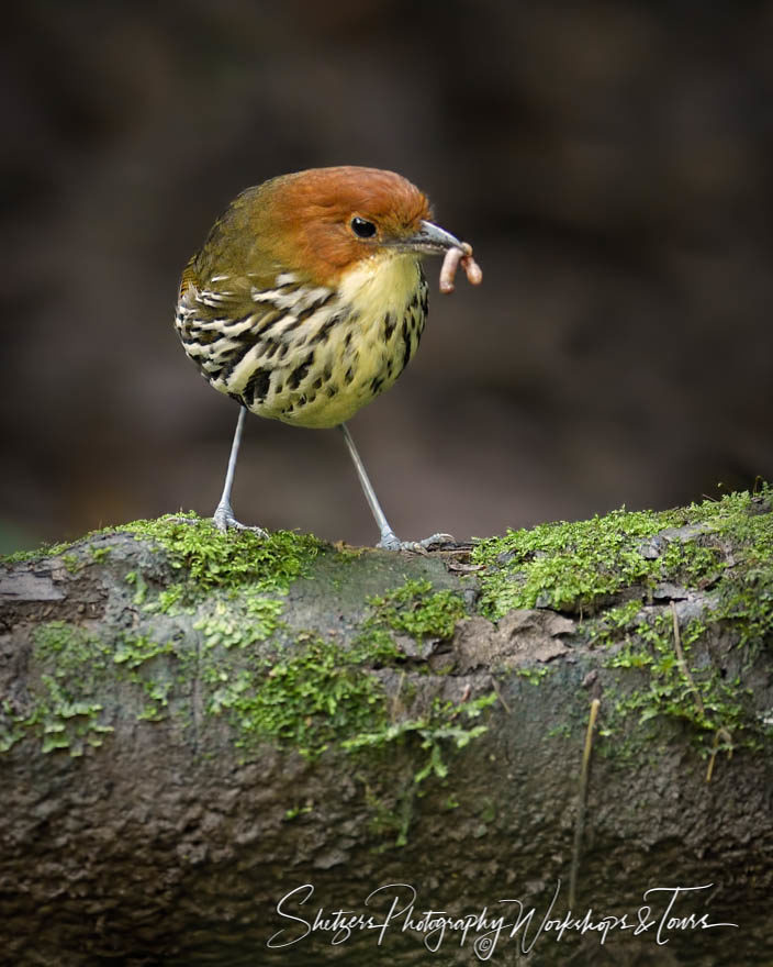 Chestnut-crowned Antpitta with a worm