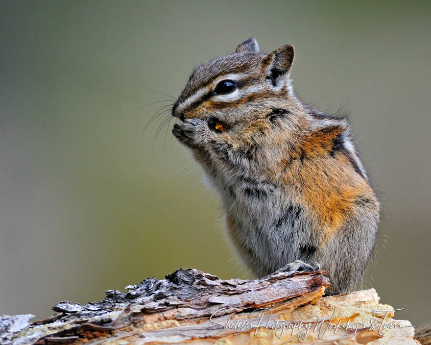 Chipmunk eats a nut on log