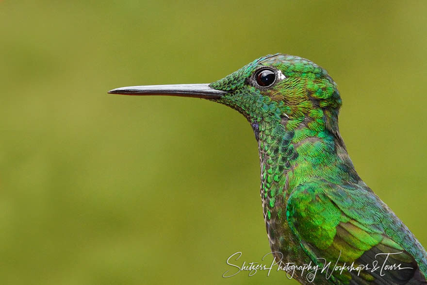 Close Up of Steely-vented hummingbird