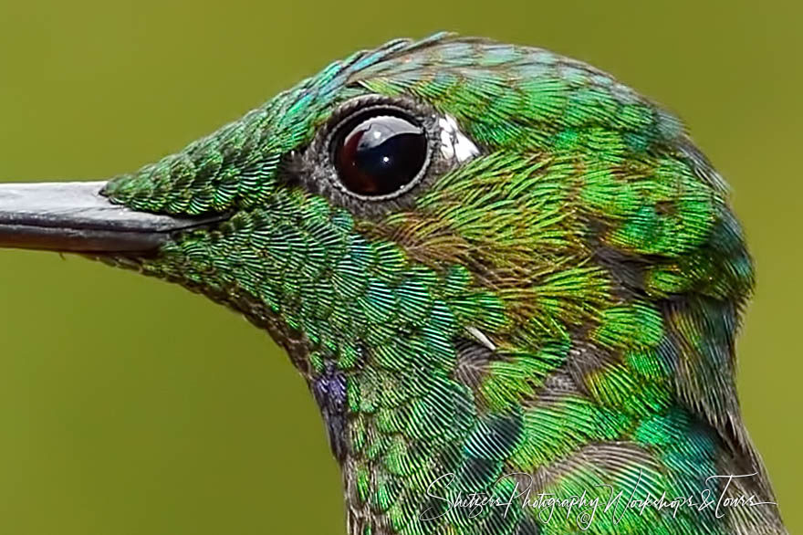 Close Up of Steely-vented hummingbird from Costa Rica