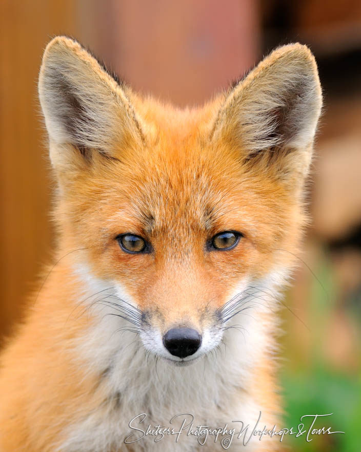 Close up of Red Fox