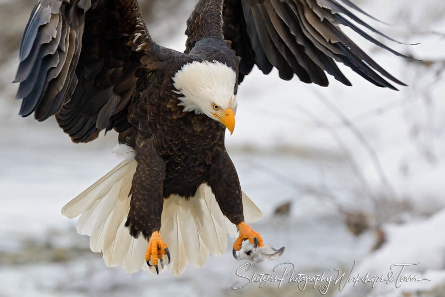 Close up of a Bald Eagle in flight ready for landing