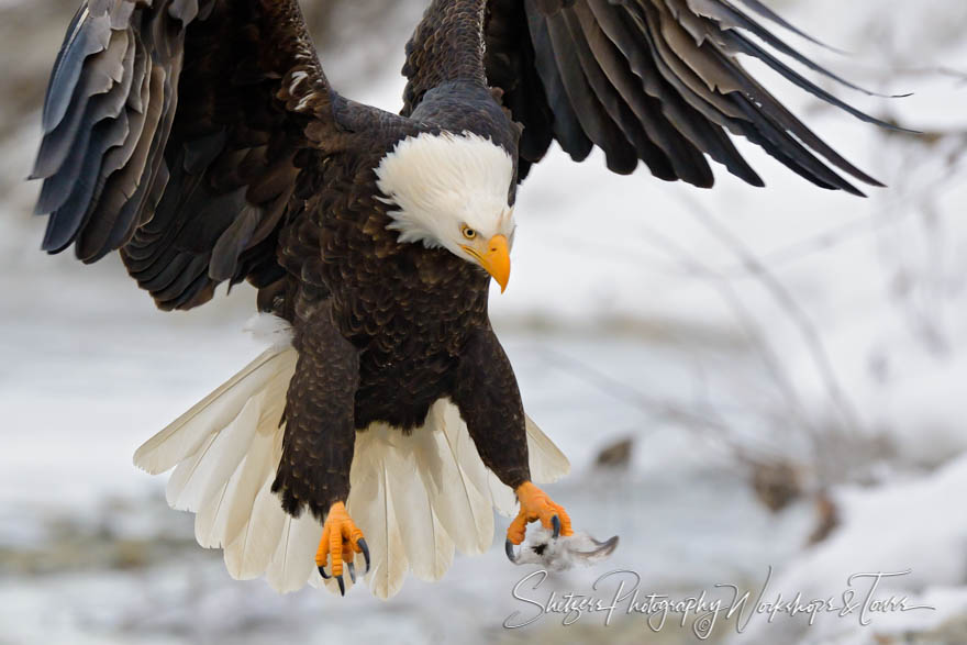 Close up of a Bald Eagle in flight ready for landing 20121119 131626