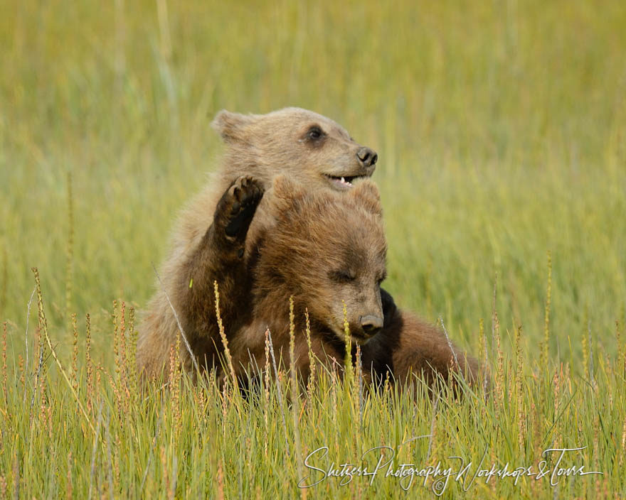 Close up of bear cubs snuggling in grass