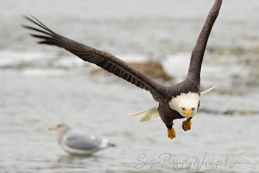 Close up of eagle in flight over water