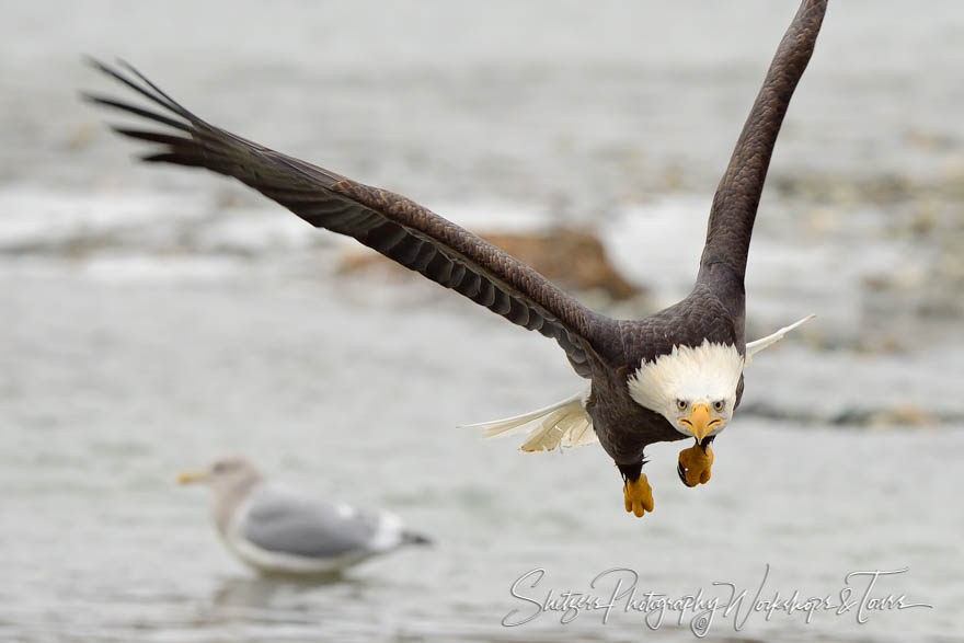 Close up of eagle in flight over water 20131111 101816