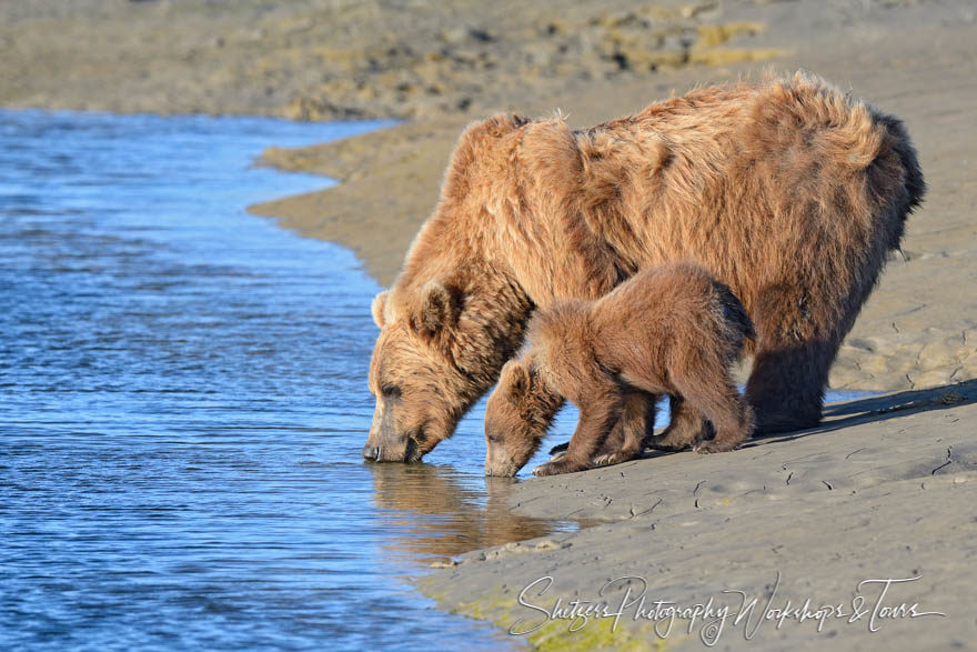 Close up of mother brown bear and cub sipping water