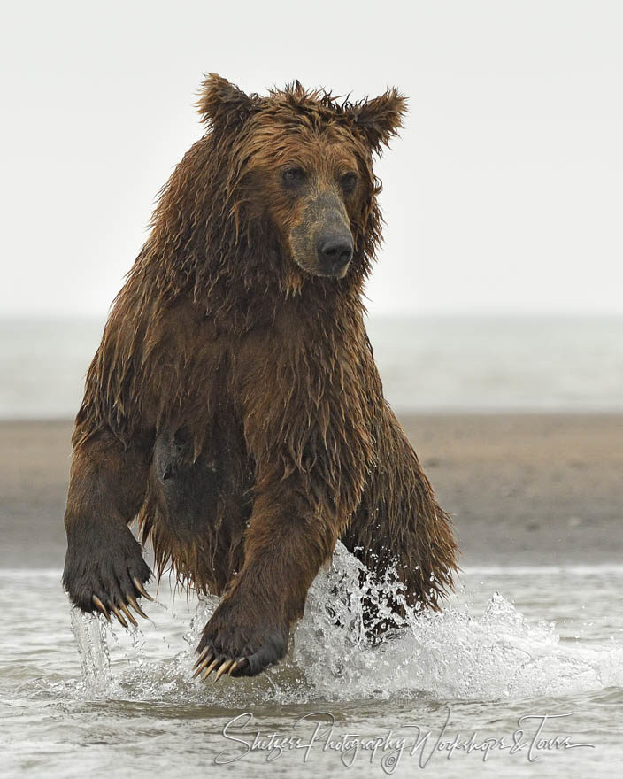 Close up picture of brown bear fishing