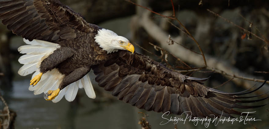 Close up portrait of eagle flying through woods