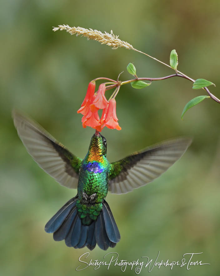 Closeup bird image of Fiery-throated hummingbird feeding in Cost