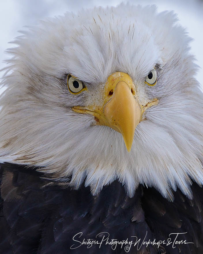 Closeup of Bald Eagle