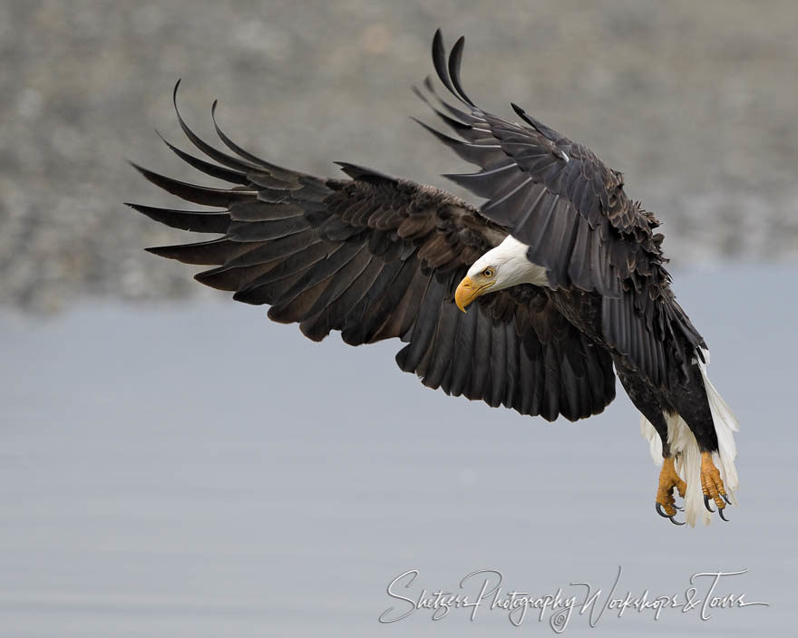 Closeup of a bald eagle inflight