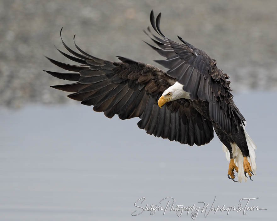 Closeup of a bald eagle inflight 20161109 144233