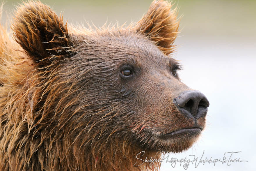 Closeup of a grizzly bear face