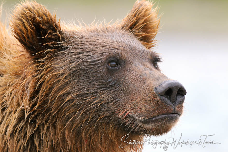 Closeup of a grizzly bear face 20080816 124722