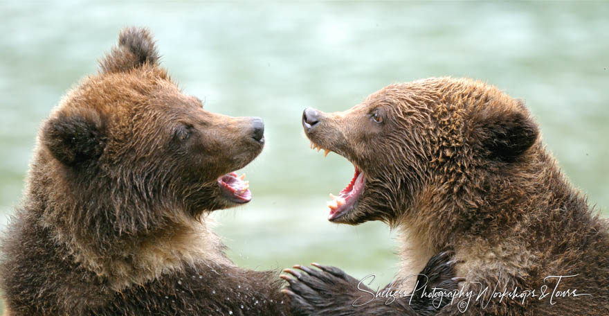 Closeup of baby bears fighting