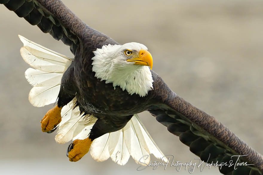 Closeup Of Bald Eagle In Flight With Full Wingspan Shetzers