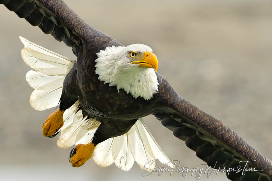 Closeup of bald eagle in flight with full wingspan 20141106 125231