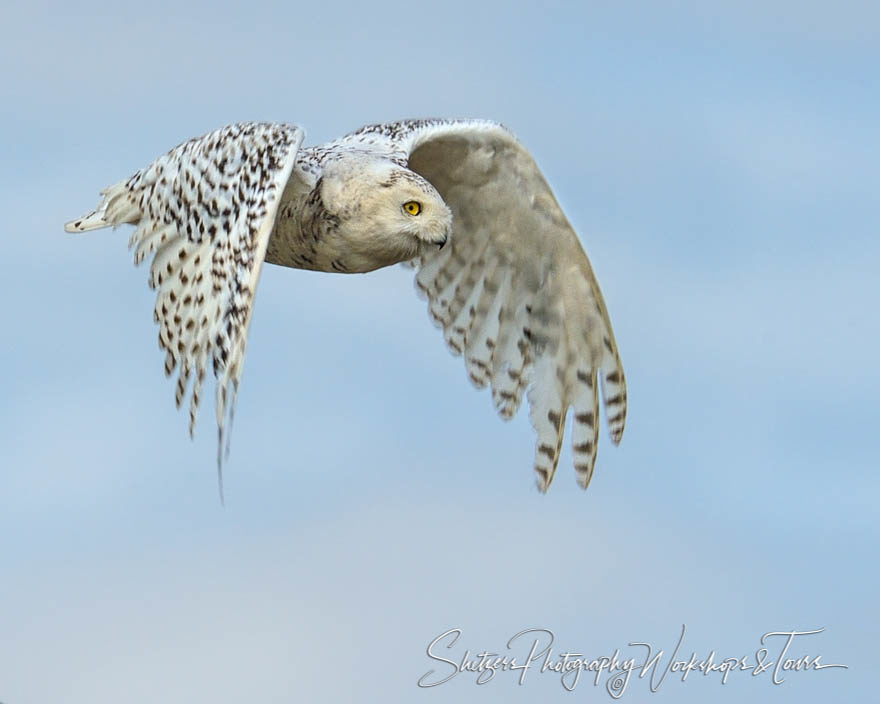 Closeup of female snowy owl in flight