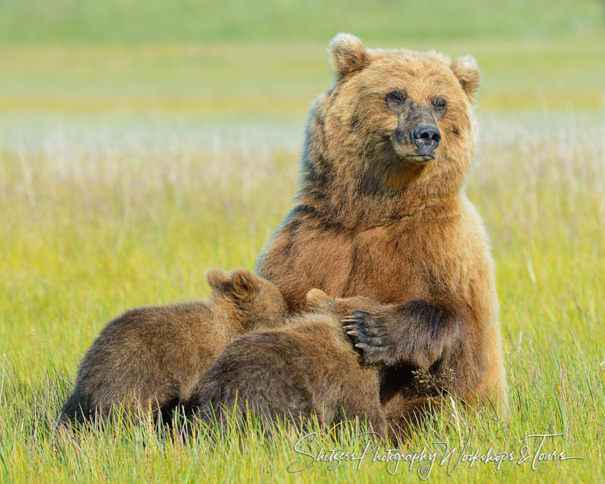 Closeup of two baby bears nursing