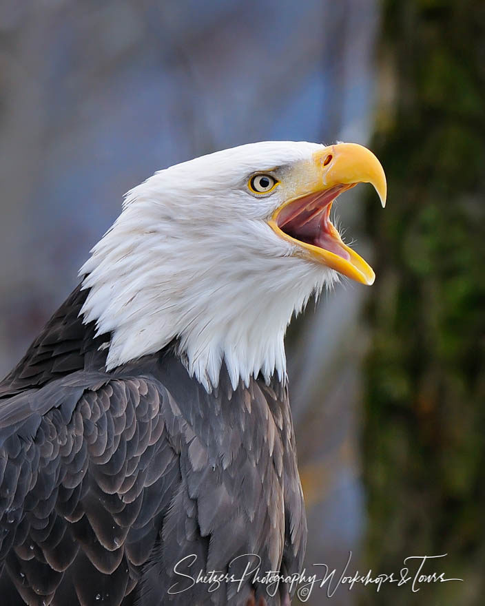 Closeup picture of a Bald Eagle Screaming