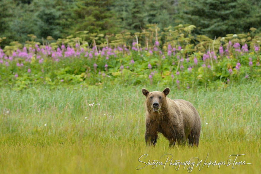 Coastal brown bear forages on sedge with fireweed in background