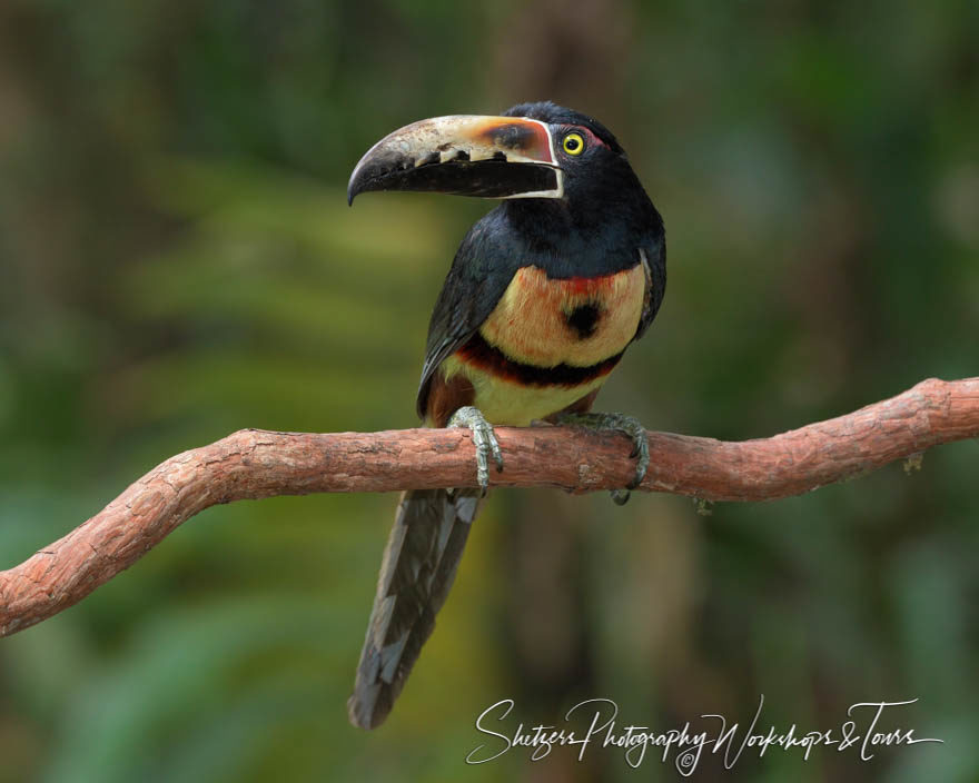 Collared Aracari in Costa Rica